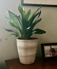 Concrete White-washed Terracotta Planter with Drainage Plate, Home Decor Housewarming Gift for Her