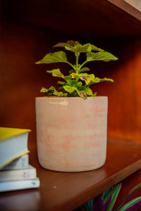 Concrete White-Washed Terracotta Cylinder Planters, Set of 2 Flower Pots from Nicaragua