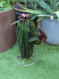 Cactus Garden Decor | Cactus Decorations for Your Yard or Home are Hand Painted Lifelike Metal Cactus - Mexican Yard Art to Enjoy at Home