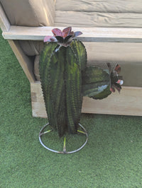 Cactus Garden Decor | Cactus Decorations for Your Yard or Home are Hand Painted Lifelike Metal Cactus - Mexican Yard Art to Enjoy at Home