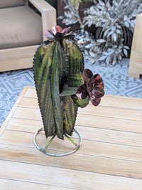 Cactus Garden Decor | Cactus Decorations for Your Yard or Home are Hand Painted Lifelike Metal Cactus - Mexican Yard Art to Enjoy at Home