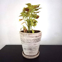 Concrete White-washed Terracotta Planter with Drainage Plate, Home Decor Housewarming Gift for Her