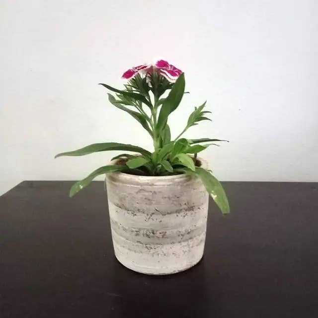 Concrete White-Washed Terracotta Cylinder Planter Case, Set of 2 Flower Pot from Nicaragua