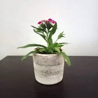 Concrete White-Washed Terracotta Cylinder Planter Case, Set of 2 Flower Pot from Nicaragua