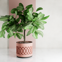 Succulent Planter With Drip Tray, Unique Flower Pot Home Decor, Housewarming Gift for Her, Small, Natural Wood