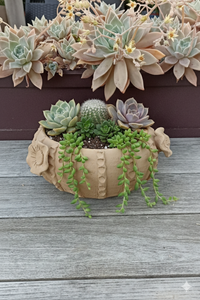 Decorative pot with succulents and a cactus on a wooden surface
