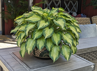 Captivating 10.5" Round Planter is a Talavera Ceramic Flower Pot | Handmade Pottery for Outdoor Garden Decor