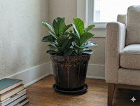 Potted plant on a wooden floor next to a beige sofa