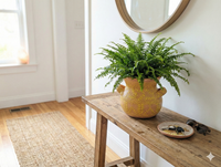 Potted fern on a wooden bench in a room with a mirror and window.