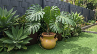 Potted plant with large green leaves in a garden setting