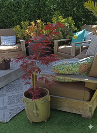 Potted plant in a decorative pot on a patio with outdoor furniture and cushions.