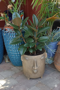 Potted plant in a face-shaped pot on a patio with other plants in the background.