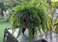 Potted fern on a table with a dog and outdoor furniture in the background