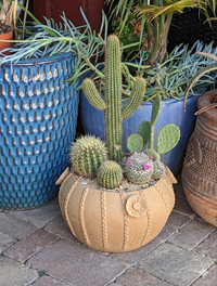 Collection of potted cacti and succulents on a stone patio