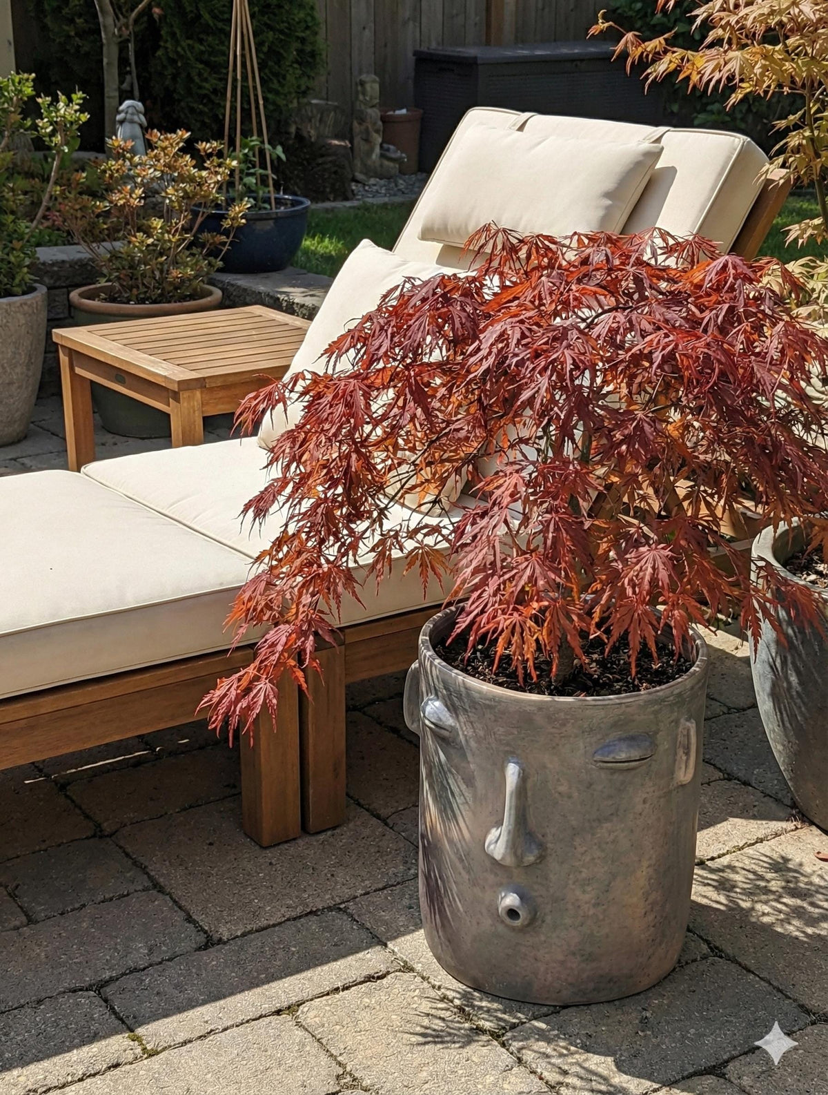 Potted plant in a decorative pot on a patio with lounge chairs and outdoor furniture.