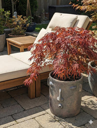 Potted plant in a decorative pot on a patio with lounge chairs and outdoor furniture.