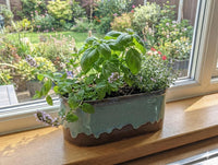 Herb container on a windowsill with a garden view outside