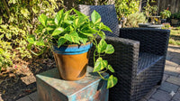 Handcrafted Mexican Ceramic Garden Planter: Aqua & Earth Glaze
