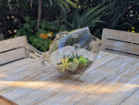 Hand Blown Glass Fish Terrarium Vase | Glass Planter for Succulents and Air Plants
