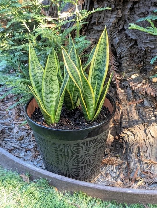 Hand Etched Floral Planter | Mexican Terracotta Flower Pot | Boho Garden Decor