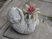 Concrete Sloth Succulent Planter | Mini Stone Animal Flower Pot for Indoor & Outdoor Decor