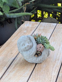 Concrete Sloth Succulent Planter | Mini Stone Animal Flower Pot for Indoor & Outdoor Decor