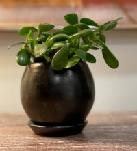 Naturally Smoked Mini Round Terra Cotta Planter Pot for Succulents, Small Plants