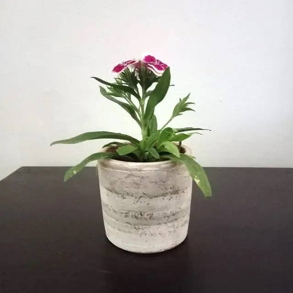 Concrete White-Washed Terracotta Cylinder Planter Case, Set of 2 Flower Pot from Nicaragua