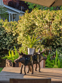 Warthog Planters from Zimbabwe, Made of Recycled African Cooking Pots, Housewarming Gift for Her