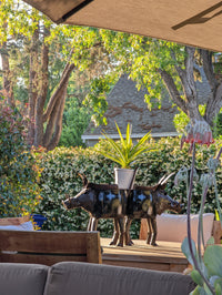 Warthog Planters from Zimbabwe, Made of Recycled African Cooking Pots, Housewarming Gift for Her