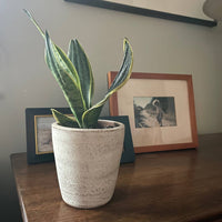 White-washed Terracotta Planter in Concrete Style with Drainage Plate, Cute Flower Pot from Nicaragua