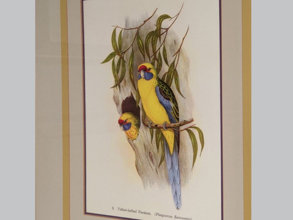 Vintage Wall Art Framed, Yellow-Bellied Parakeet Vintage Print, Custom Framed Wall Art, Bird Decoration, Refurbished Frame