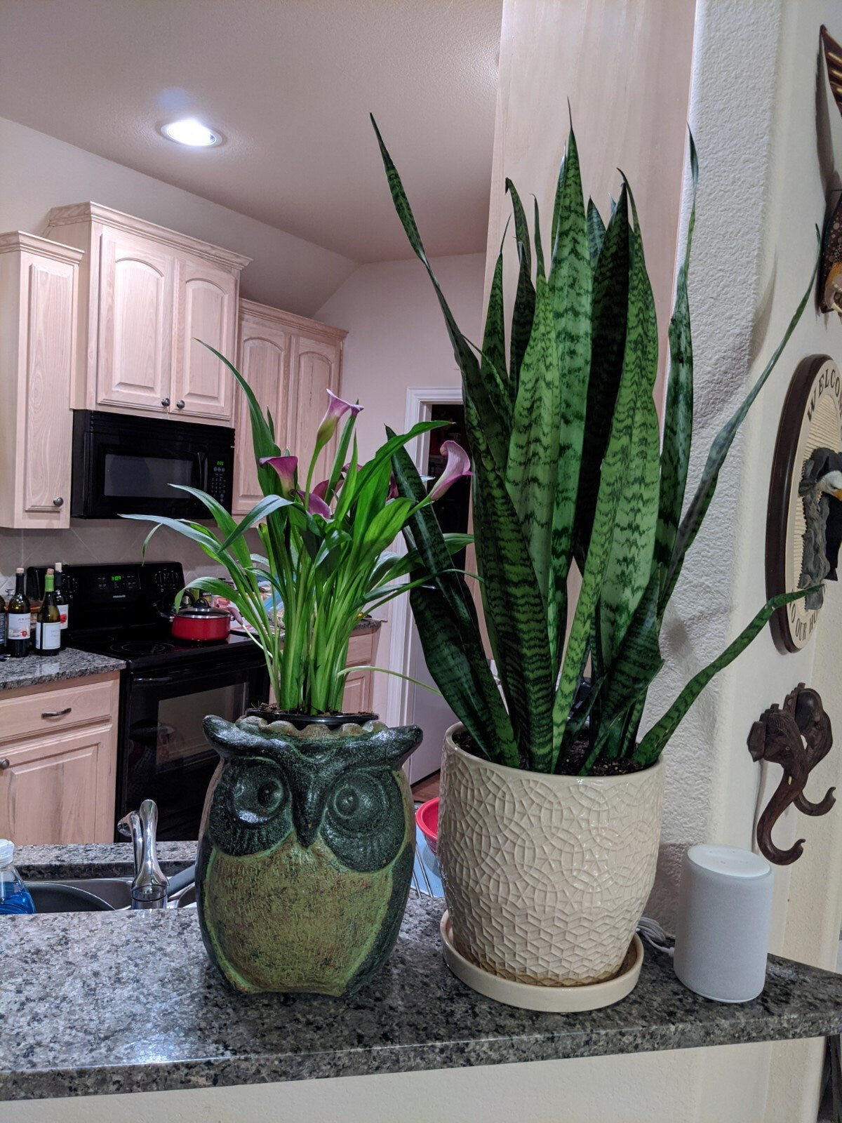 Owl Planter & Clay Flower Pot, Beige and Green, Mexican Pottery Home Decor Good for Indoor or Outdoor Decorations, Large Owl Pot