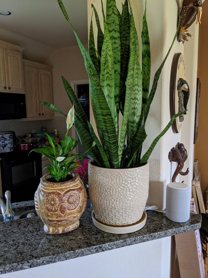 Aztec Owl Flower Pot - Copper & Black, Owl Gifts, Mexican Pottery, Indoor Outdoor Owl Decorations, Medium Pot