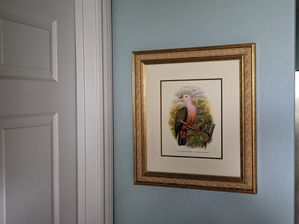 Vintage Wall Art, Framed New Ireland Fruit Pigeon Vintage Bird Print, Colorful Home or Wall Decor, Refurbished Frame & Gallery Wall Print