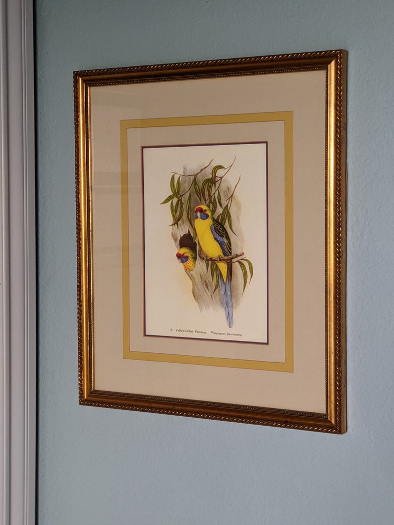 Vintage Wall Art Framed, Yellow-Bellied Parakeet Vintage Print, Custom Framed Wall Art, Bird Decoration, Refurbished Frame