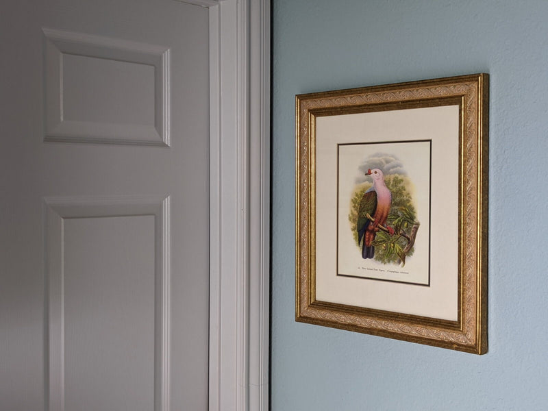 Vintage Wall Art, Framed New Ireland Fruit Pigeon Vintage Bird Print, Colorful Home or Wall Decor, Refurbished Frame & Gallery Wall Print