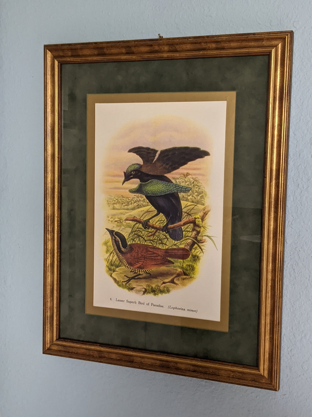 Vintage Wall Art Framed, Lesser Superb Bird of Paradise Vintage Print, Custom Framed Wall Art, Bird Decoration, Refurbished Frame