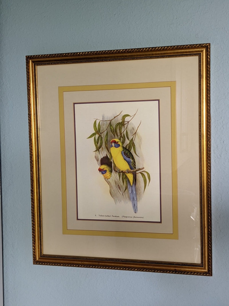 Vintage Wall Art Framed, Yellow-Bellied Parakeet Vintage Print, Custom Framed Wall Art, Bird Decoration, Refurbished Frame