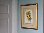 Vintage Wall Art Framed, Yellow-Bellied Parakeet Vintage Print, Custom Framed Wall Art, Bird Decoration, Refurbished Frame