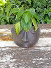 Whistler Face Planter is Handmade Mexican Pottery from Atzompa, Mexico, Indoor Home Decor, Larger Size